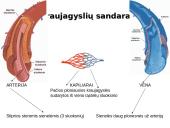 Kraujotakos sistema skaidrės 7 puslapis