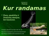 Deguonis ir halogenai 14 puslapis