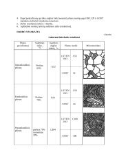 Anglinio plieno mikrostruktūros tyrimas 2 puslapis