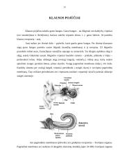 Jutimo sistemos 11 puslapis