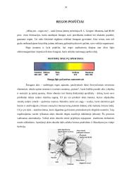 Jutimo sistemos 14 puslapis