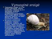 Moliuskai, jų rūšys 11 puslapis
