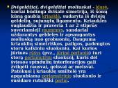 Moliuskai, jų rūšys 4 puslapis