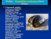 Moliuskai, jų rūšys 6 puslapis