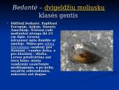 Moliuskai, jų rūšys 9 puslapis