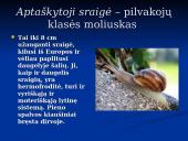 Moliuskai, jų rūšys 10 puslapis