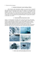 Fotografijos brandos egzamino kūrybinis darbas 3 puslapis