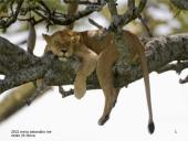 Miegas ir jo sutrikimai skaidrės 13 puslapis