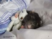 Miegas ir jo sutrikimai skaidrės 8 puslapis