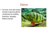 Vandens plėšrūnai  12 puslapis