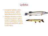 Vandens plėšrūnai  4 puslapis