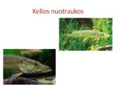 Vandens plėšrūnai  5 puslapis