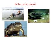 Vandens plėšrūnai  7 puslapis