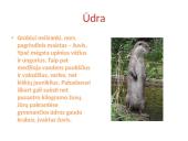 Vandens plėšrūnai  9 puslapis