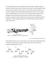 Keturtakčio variklio alkūninis – švaistiklinis mechanizmas 3 puslapis