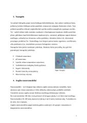 Nanomedžiagos ir jų taikymas medicinoje 7 puslapis