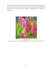 Lubinų auginimo technologijos 11 puslapis