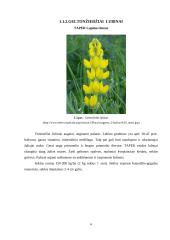 Lubinų auginimo technologijos 6 puslapis