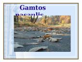 Henrikas Radauskas skaidrės 14 puslapis