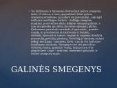 Galvos smegenų sandara skaidrės 2 puslapis