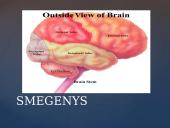 Galvos smegenų sandara skaidrės 11 puslapis