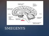 Galvos smegenų sandara skaidrės 13 puslapis