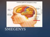 Galvos smegenų sandara skaidrės 15 puslapis