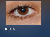 Galvos smegenų sandara skaidrės 17 puslapis