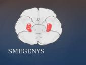 Galvos smegenų sandara skaidrės 3 puslapis