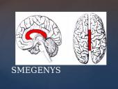 Galvos smegenų sandara skaidrės 5 puslapis