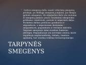 Galvos smegenų sandara skaidrės 6 puslapis