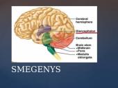 Galvos smegenų sandara skaidrės 7 puslapis