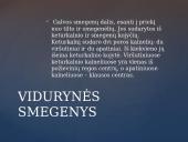 Galvos smegenų sandara skaidrės 8 puslapis