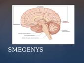 Galvos smegenų sandara skaidrės 9 puslapis