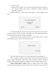 Tarptautinis protokolas konspektas 11 puslapis