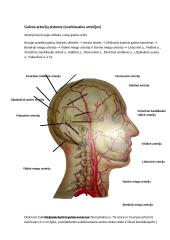 Galvos arterijų sistema
