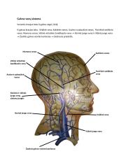 Galvos arterijų sistema 4 puslapis