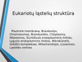 Ląstelė – struktūrinis organizmų vienetas 12 puslapis