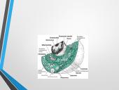 Ląstelė – struktūrinis organizmų vienetas 3 puslapis
