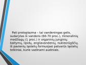 Ląstelė – struktūrinis organizmų vienetas 6 puslapis