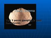 Dvigelžiai moliuskai 4 puslapis