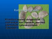 Dvigelžiai moliuskai 5 puslapis