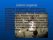 Dvigelžiai moliuskai 8 puslapis