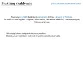 Fruktanų metabolizmas augaluose 20 puslapis