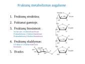 Fruktanų metabolizmas augaluose 3 puslapis