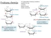 Fruktanų metabolizmas augaluose 5 puslapis