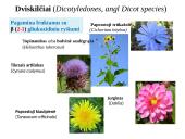 Fruktanų metabolizmas augaluose 6 puslapis