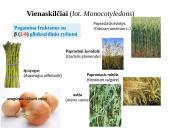 Fruktanų metabolizmas augaluose 7 puslapis