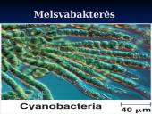Išvardyti gamtinės atrankos formas 14 puslapis