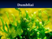 Išvardyti gamtinės atrankos formas 17 puslapis